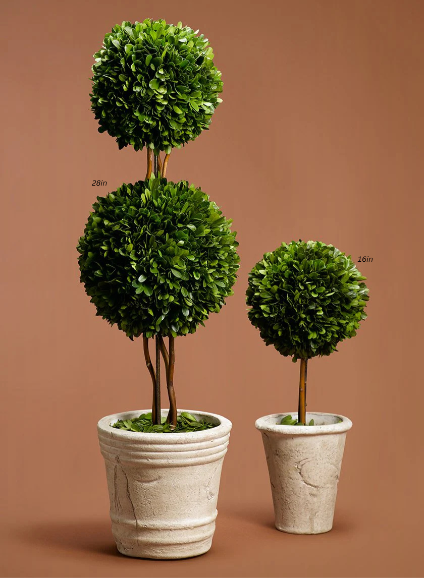 Boxwood Ball Topiaries Decor Jamaligarden