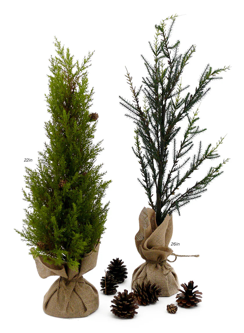 Pine Trees With Burlap Root Balls Decor Jamaligarden
