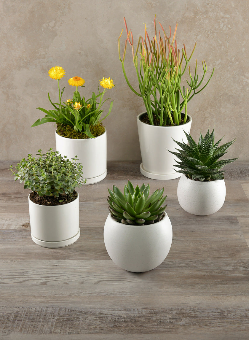 4.5in Tall Odense White Indoor Ceramic Pot with Saucer Decor Jamaligarden