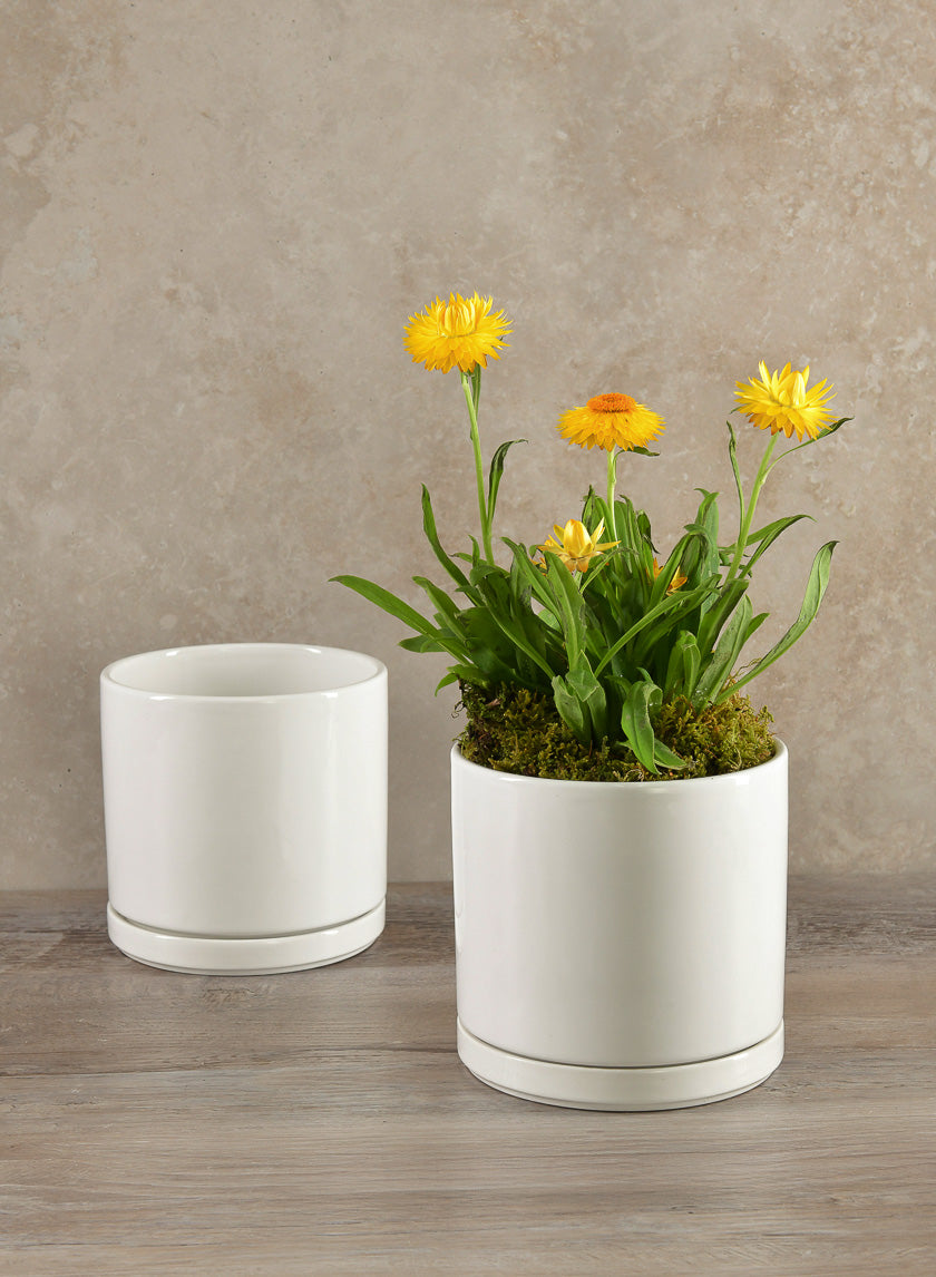 5.5in Tall Odense White Indoor Ceramic Pot with Saucer Decor Jamaligarden