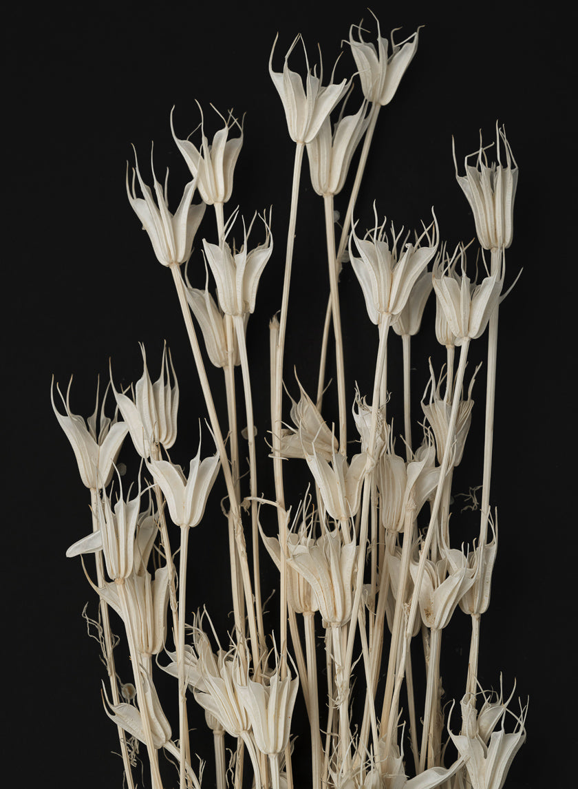 24in Long Bleached Nigella Bunch Decor Jamaligarden