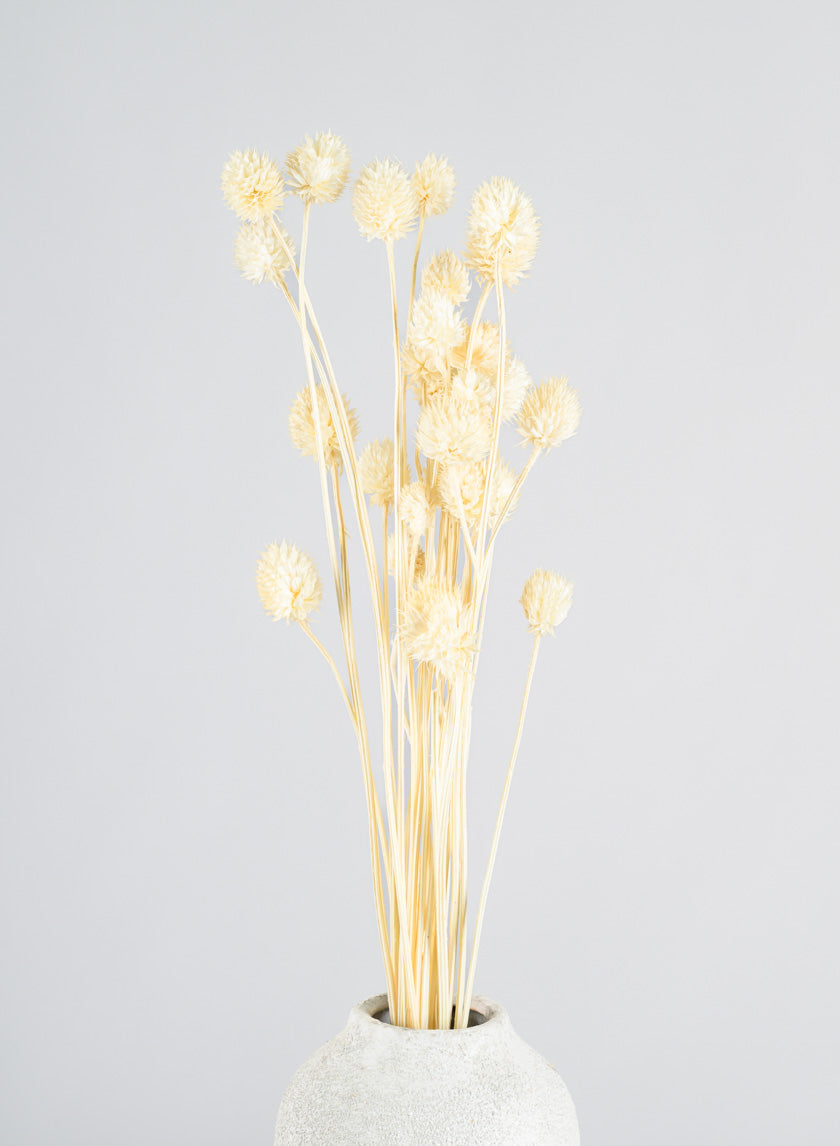 24in Long Bleached Craspedia Bunch Decor Jamaligarden