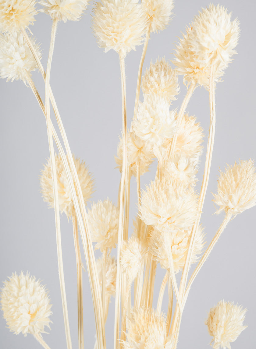 24in Long Bleached Craspedia Bunch Decor Jamaligarden