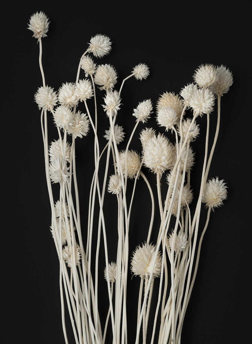 24in Long Bleached Craspedia Bunch Decor Jamaligarden