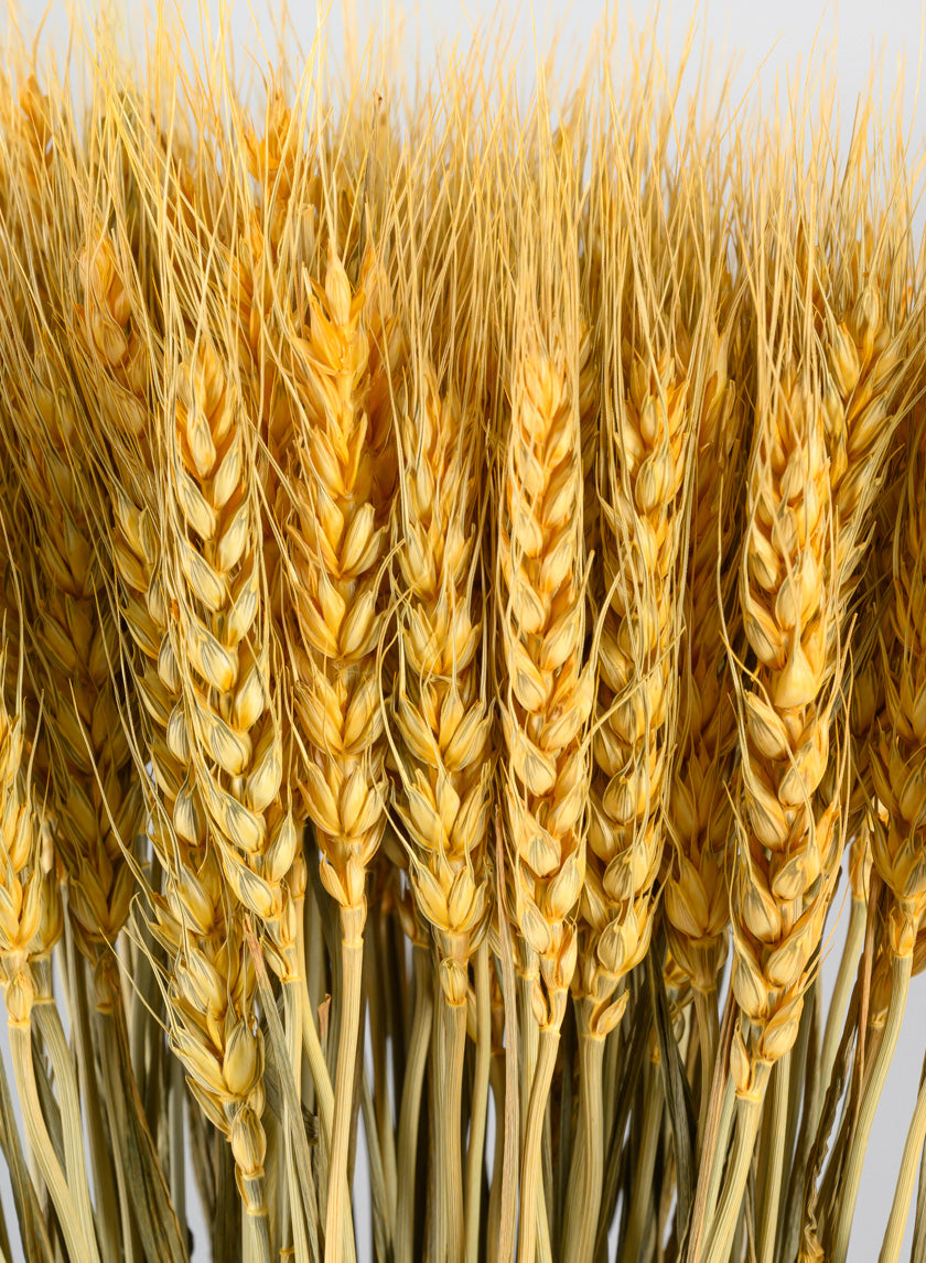 24in Long Natural Dried Wheat Bunch Decor Jamaligarden