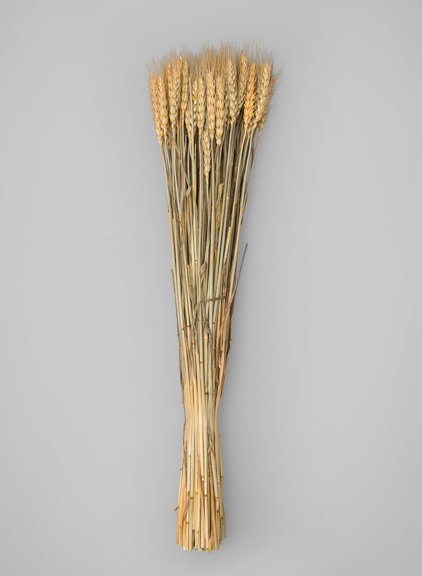 24in Long Natural Dried Wheat Bunch Decor Jamaligarden