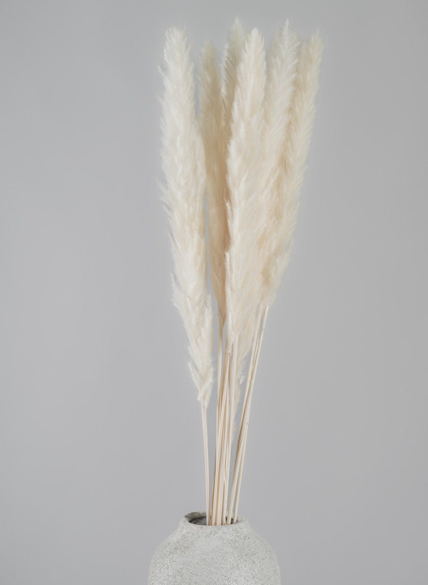 28in Long Bleached Pampas Grass Bunch Decor Jamaligarden
