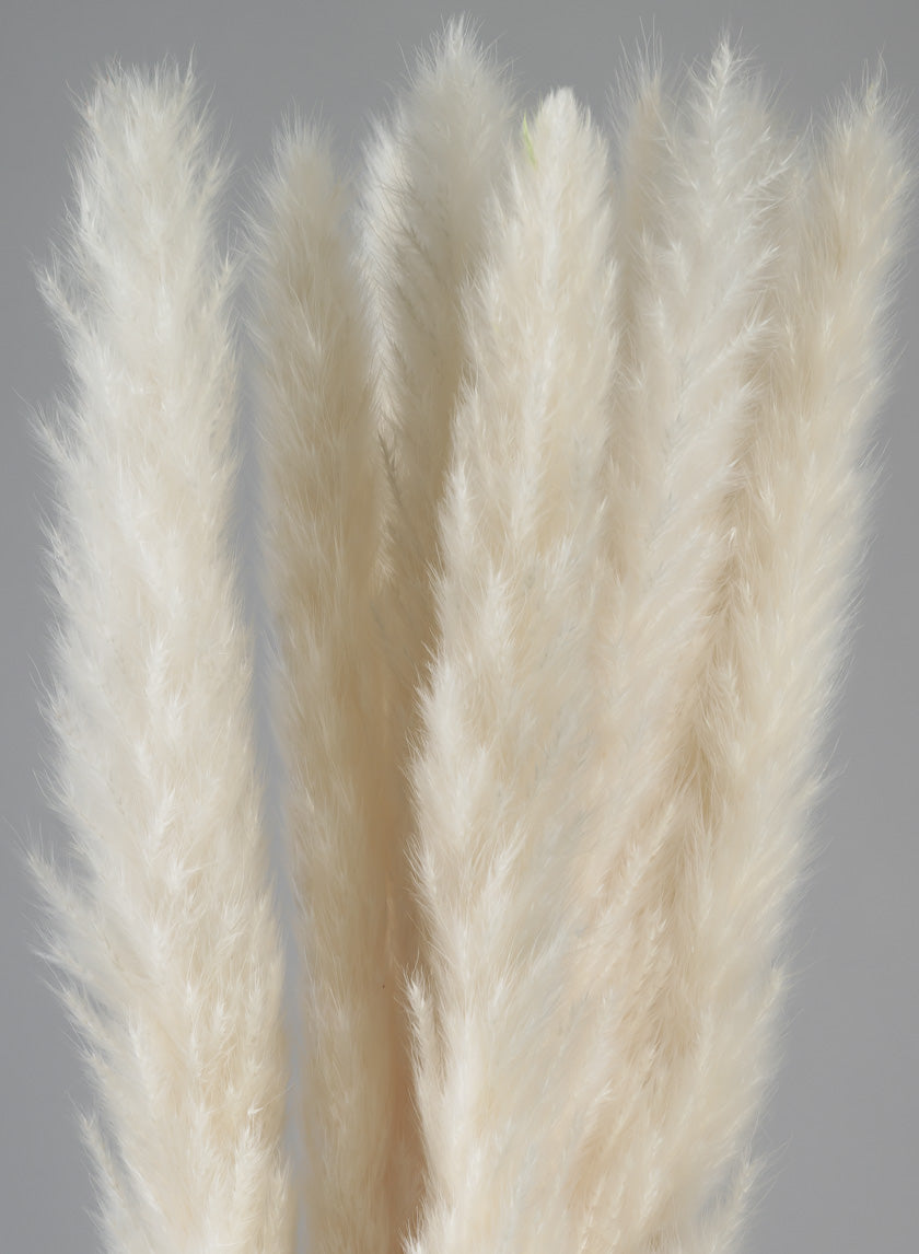 28in Long Bleached Pampas Grass Bunch Decor Jamaligarden