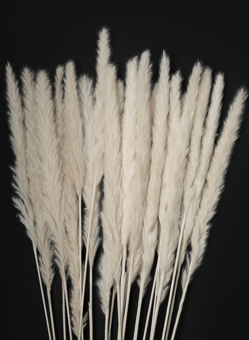 28in Long Bleached Pampas Grass Bunch Decor Jamaligarden