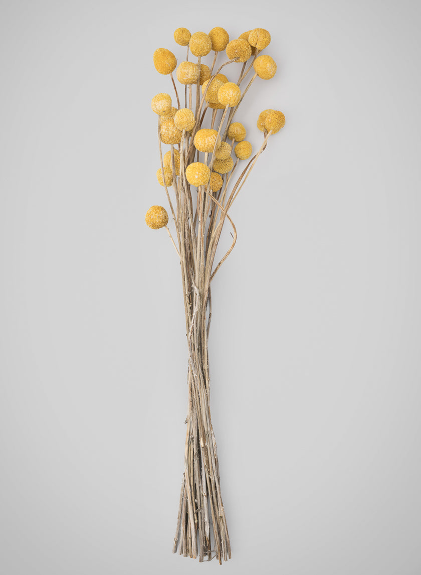 20in Long Natural Dried Craspedia Bunch Decor Jamaligarden