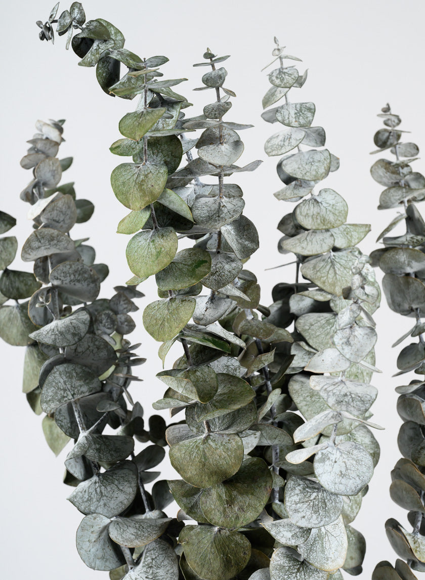 20in Long Silvery-Green Dried Eucalyptus Bunch Decor Jamaligarden
