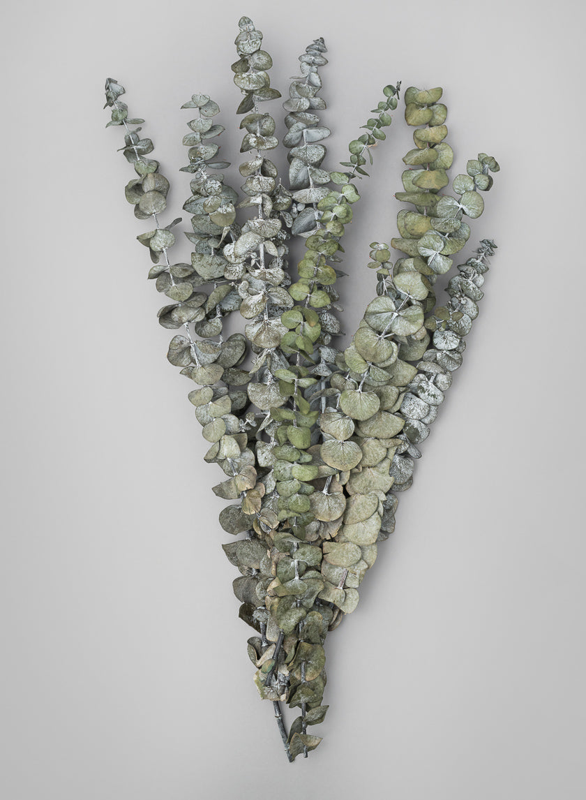 20in Long Silvery-Green Dried Eucalyptus Bunch Decor Jamaligarden