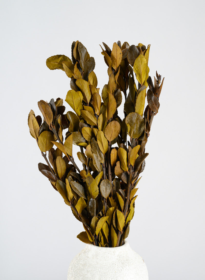 20in Long Dried Holly Branch Bundle Decor Jamaligarden