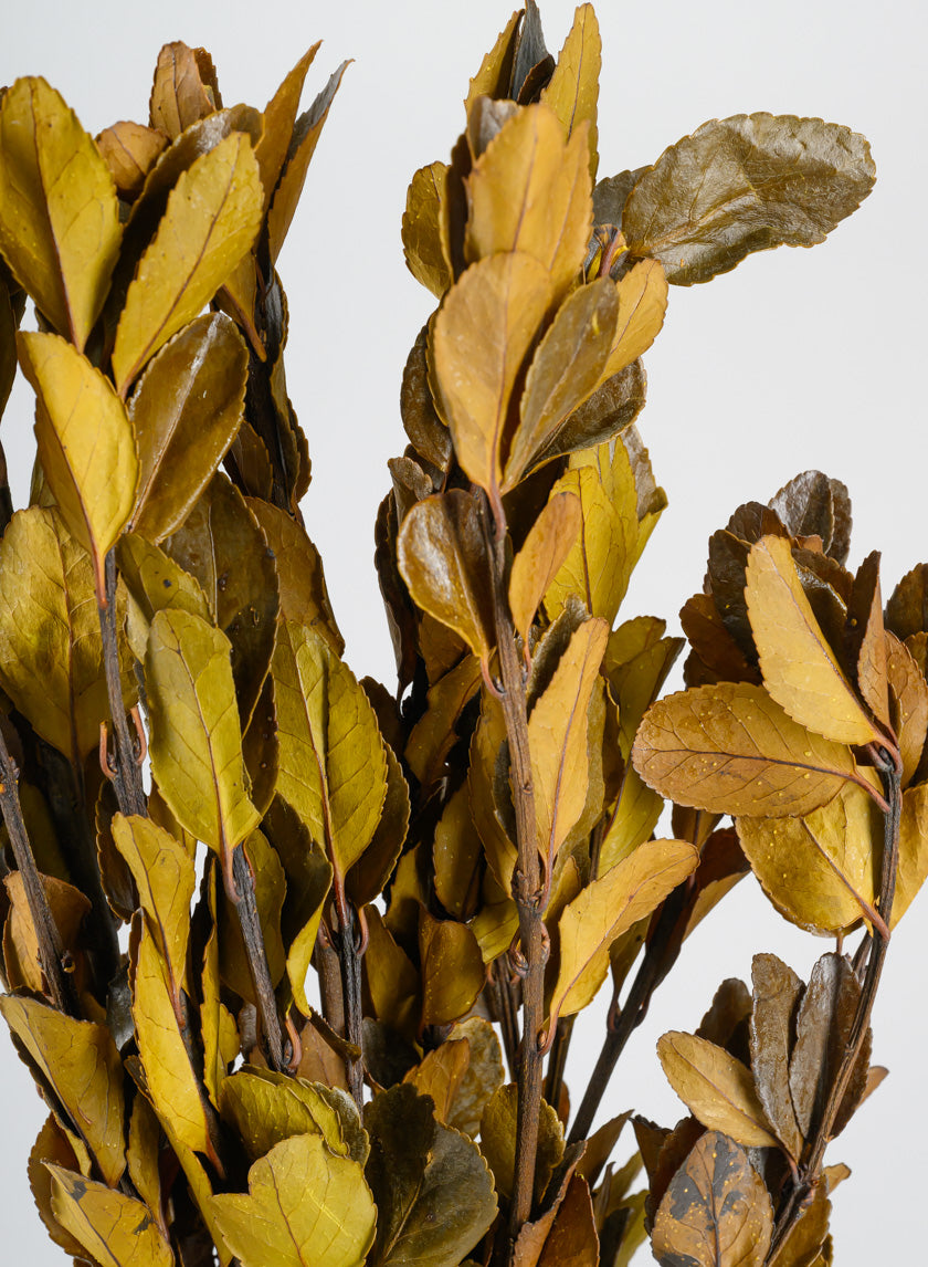 20in Long Dried Holly Branch Bundle Decor Jamaligarden