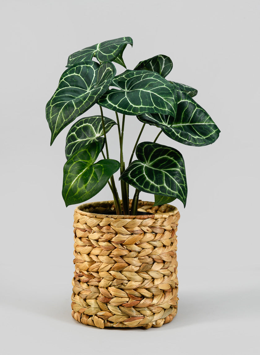 7in Tall Johor Water Hyacinth Vase and Bottle Holder Decor Jamaligarden