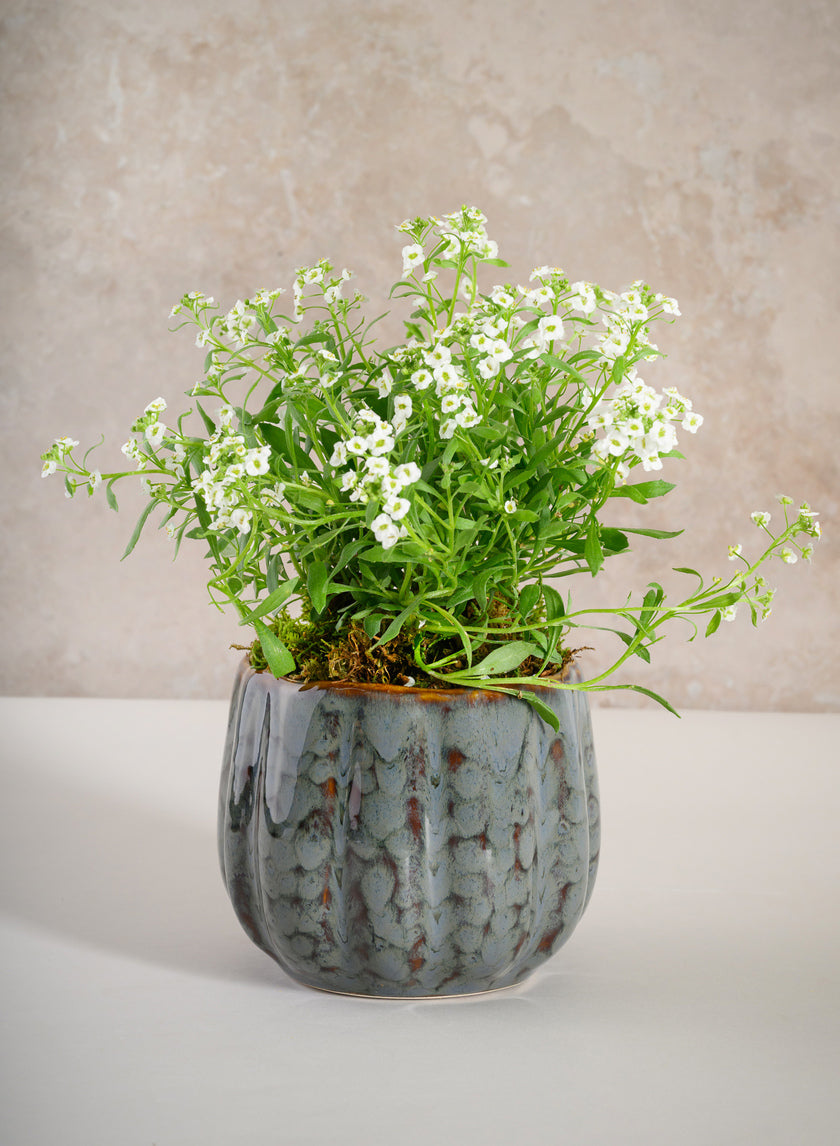 4.5in Tall Grey Glazed Leif Ceramic Cachepot Decor Jamaligarden
