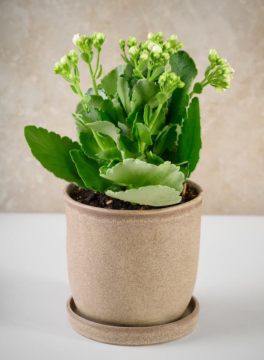 5in Tall Azra Light Brown Ceramic Pot with Saucer Decor Jamaligarden