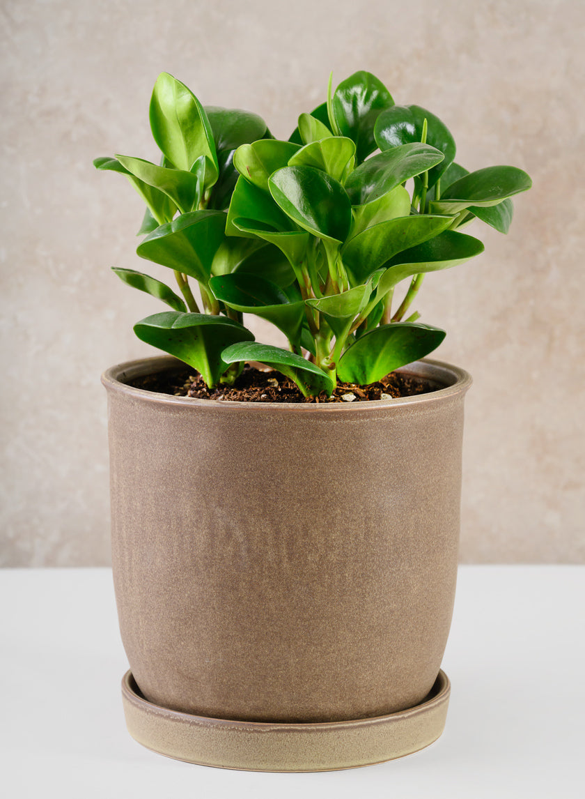 7.5in Tall Azra Dark Brown Ceramic Pot with Saucer Decor Jamaligarden