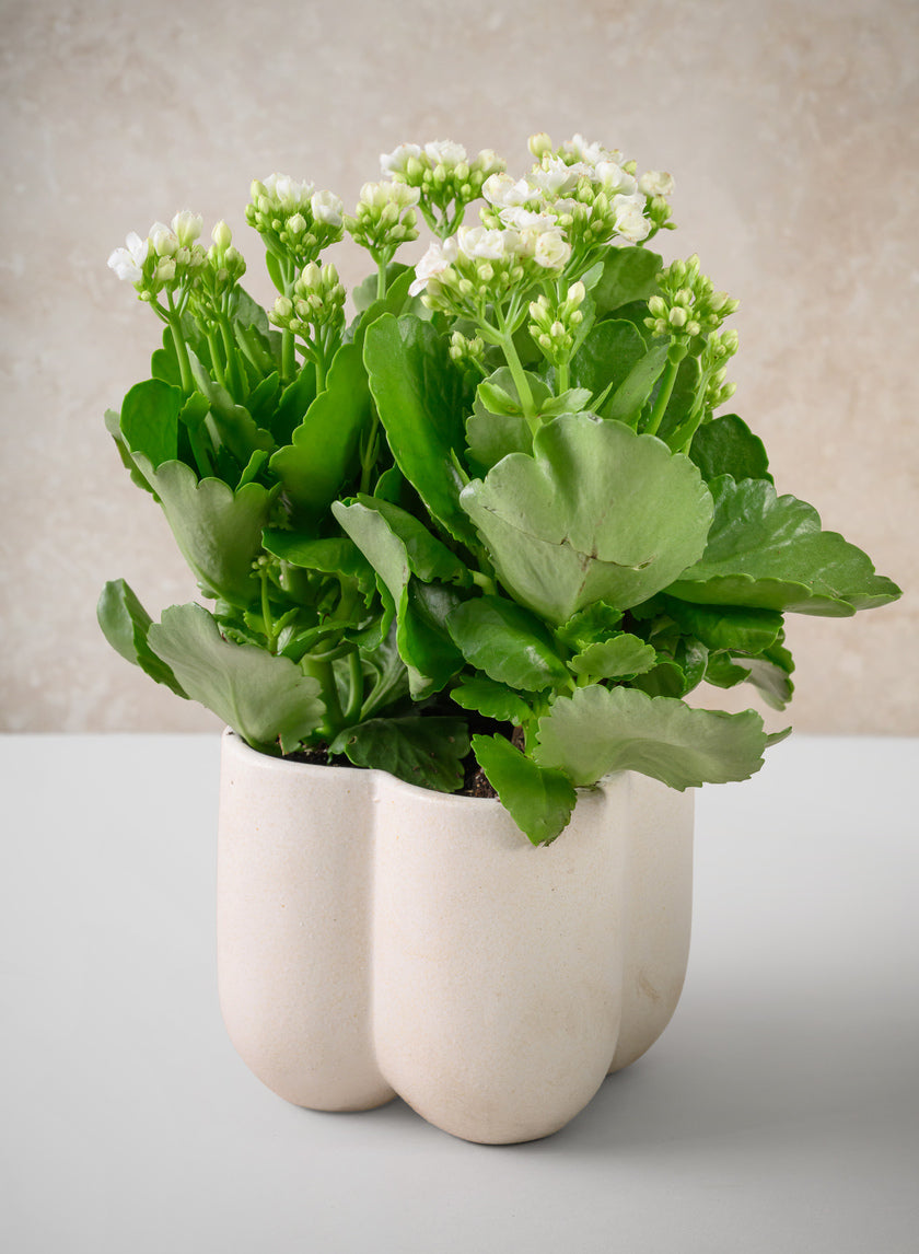 5in Tall Sand White Freya Ceramic Cachepot Decor Jamaligarden