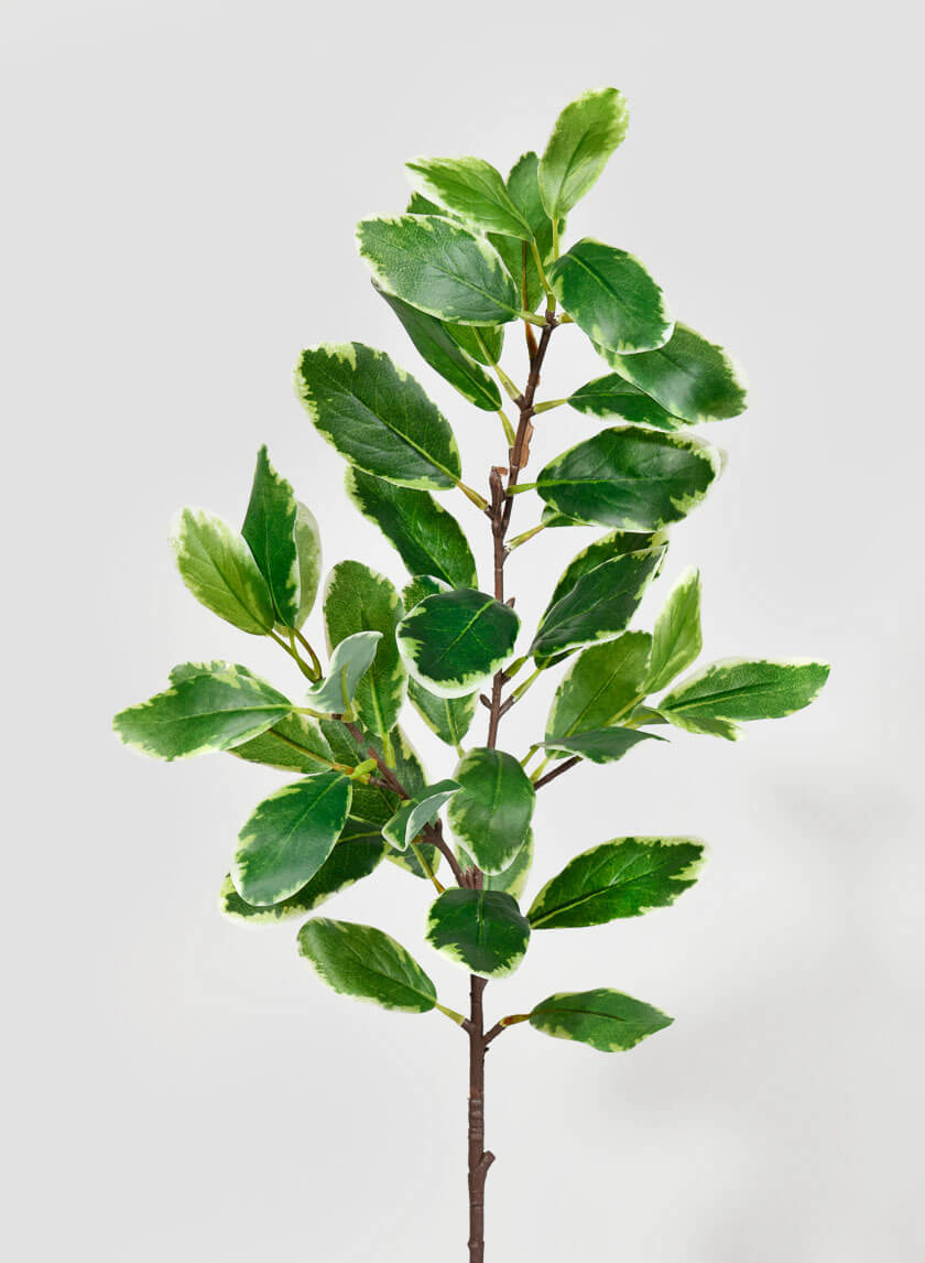 32in Long Pittosporum Leaf Spray Decor Jamaligarden