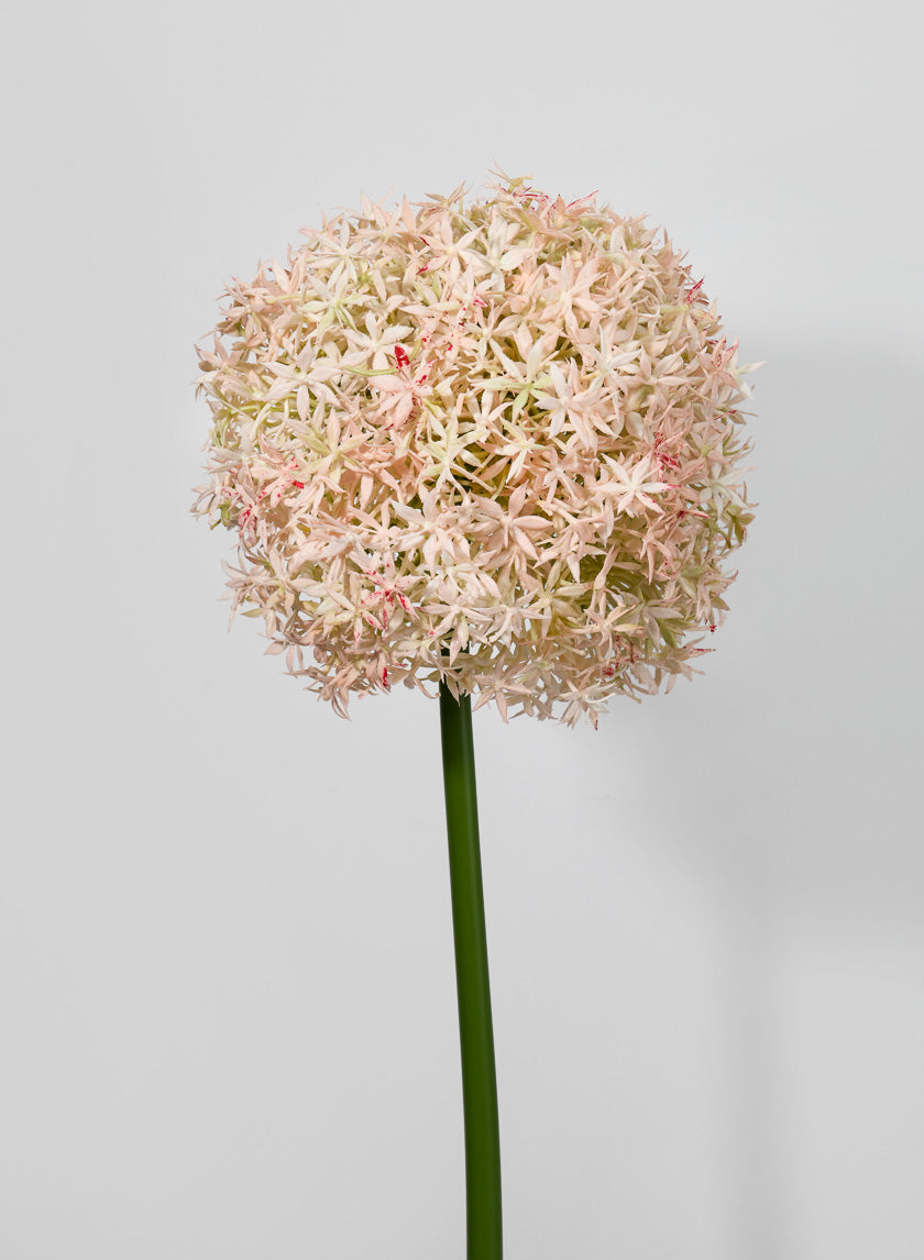 35.5in Long Giant Allium Decor Jamaligarden