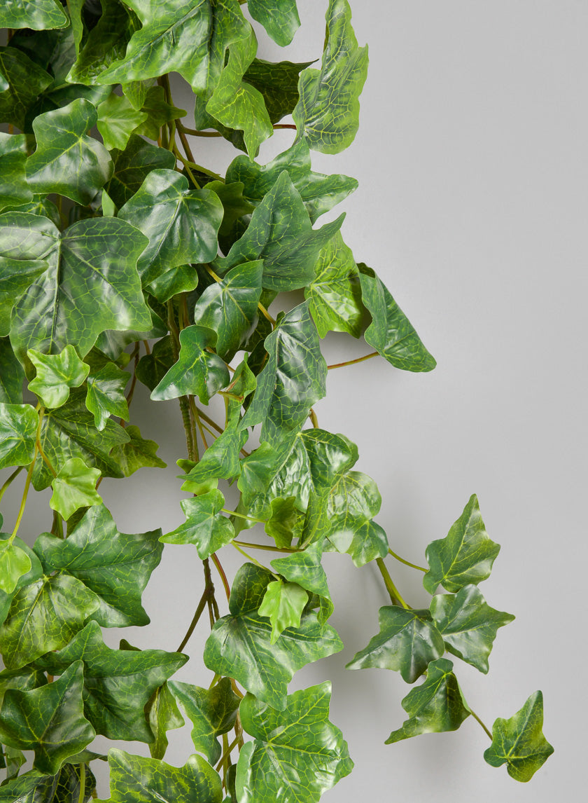 6ft Long Ivy Hanger Decor Jamaligarden
