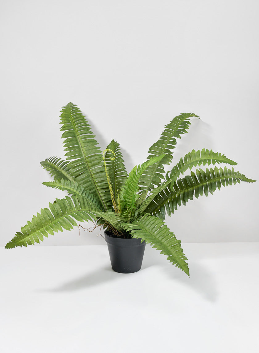 22in Long Potted Leather Fern Plant Decor Jamaligarden