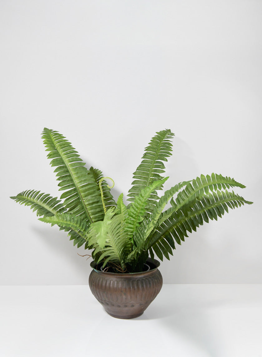 22in Long Potted Leather Fern Plant Decor Jamaligarden
