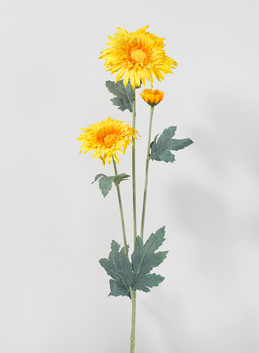 27in Long Yellow Transvaal Daisy Spray Decor Jamaligarden
