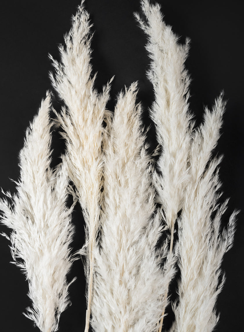 30in Long Bleached Pampas Grass Bunch Decor Jamaligarden