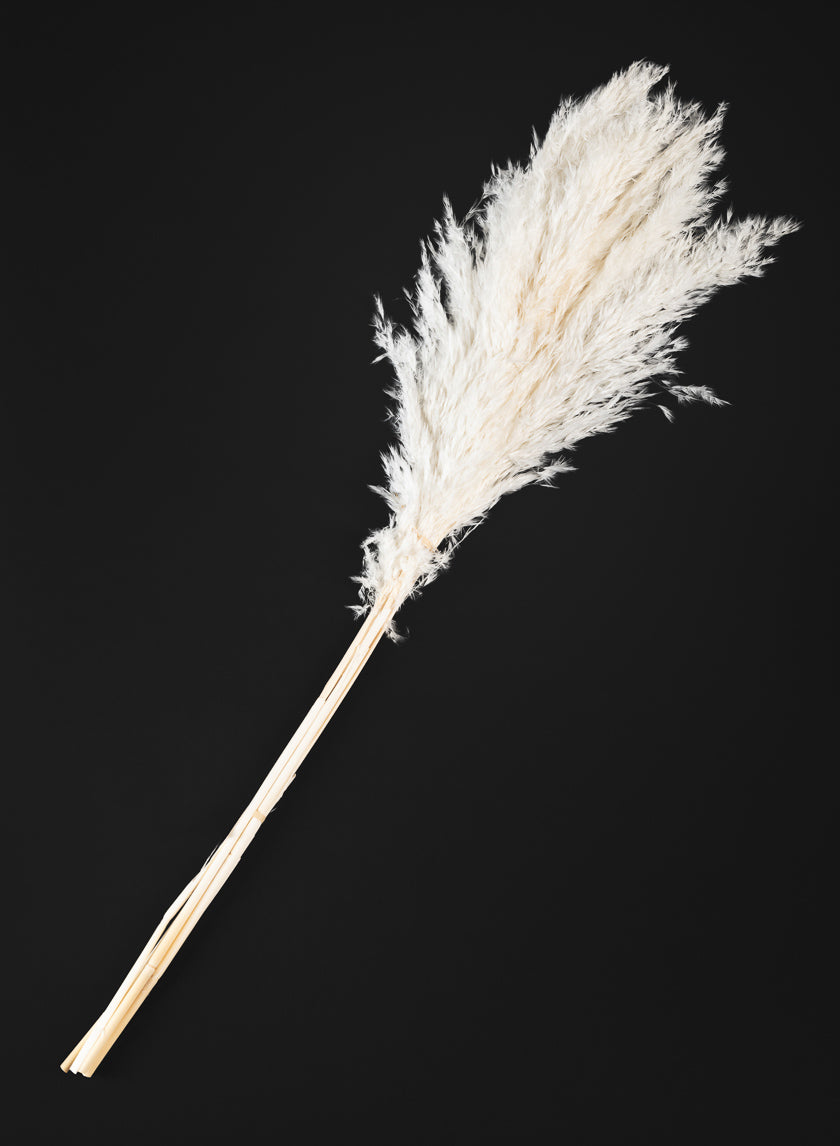 30in Long Bleached Pampas Grass Bunch Decor Jamaligarden