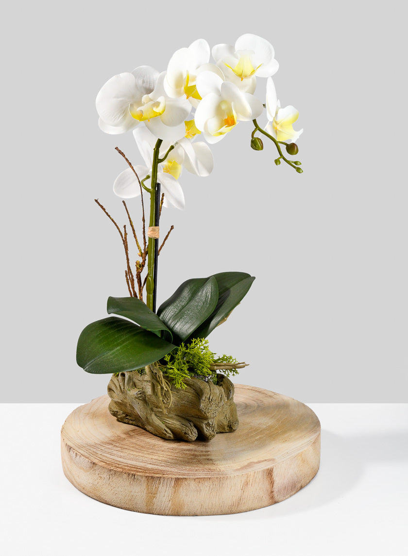 10in Wide Paulownia Wood Trunk Slice Decor Jamaligarden