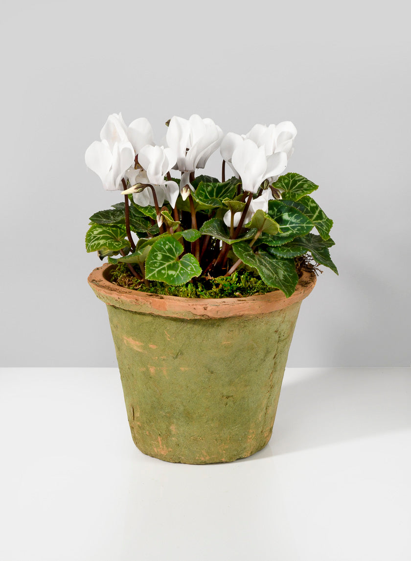 Mossed Redstone Standard Clay Pots Decor Jamaligarden