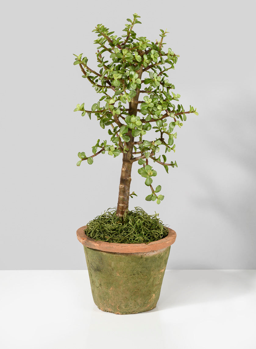 Mossed Redstone Standard Clay Pots Decor Jamaligarden