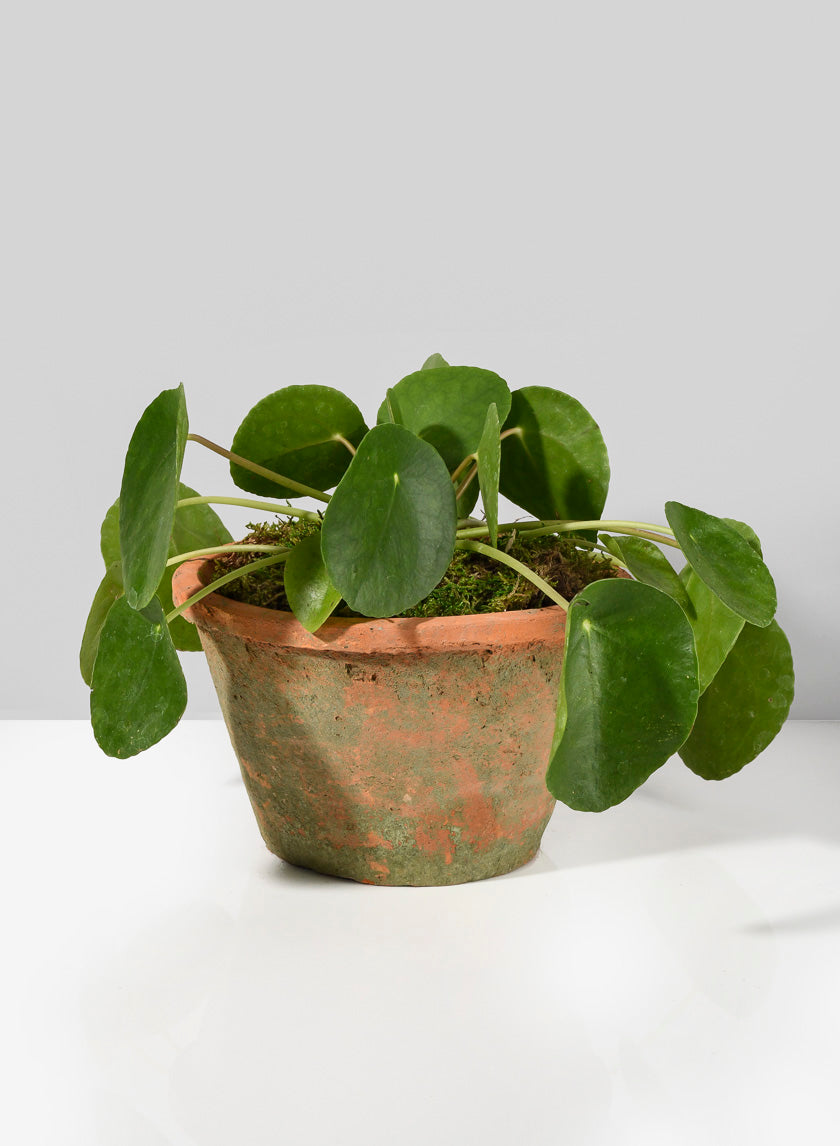 Mossed Redstone Standard Clay Pots Decor Jamaligarden