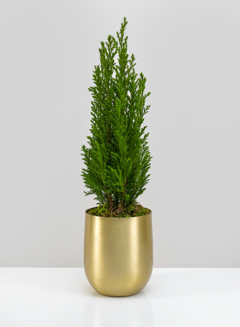 Ragha Brass Look Aluminum Pot Decor Jamaligarden