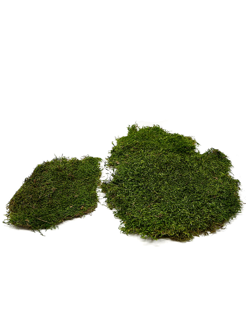 Super Moss Preserved Sheet Moss Decor Jamaligarden