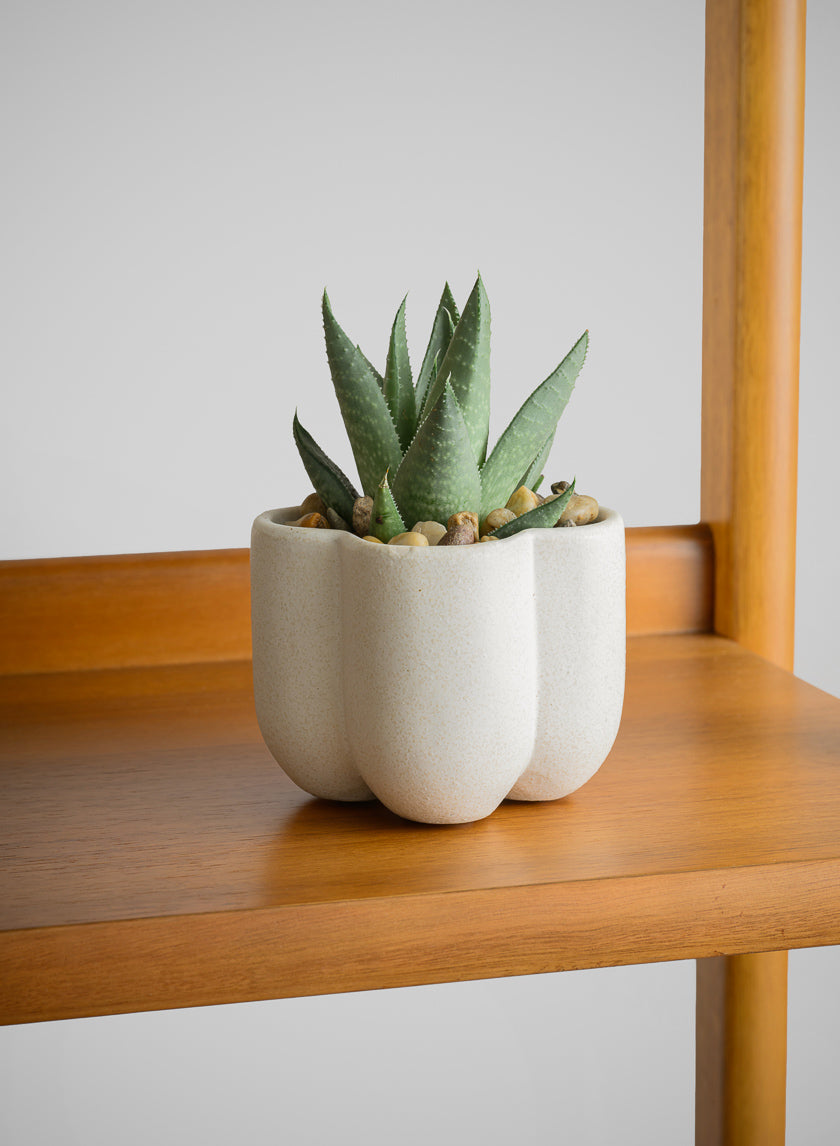 3.25in Tall Sand White Freya Ceramic Cachepot, Set of 4 Decor Jamaligarden