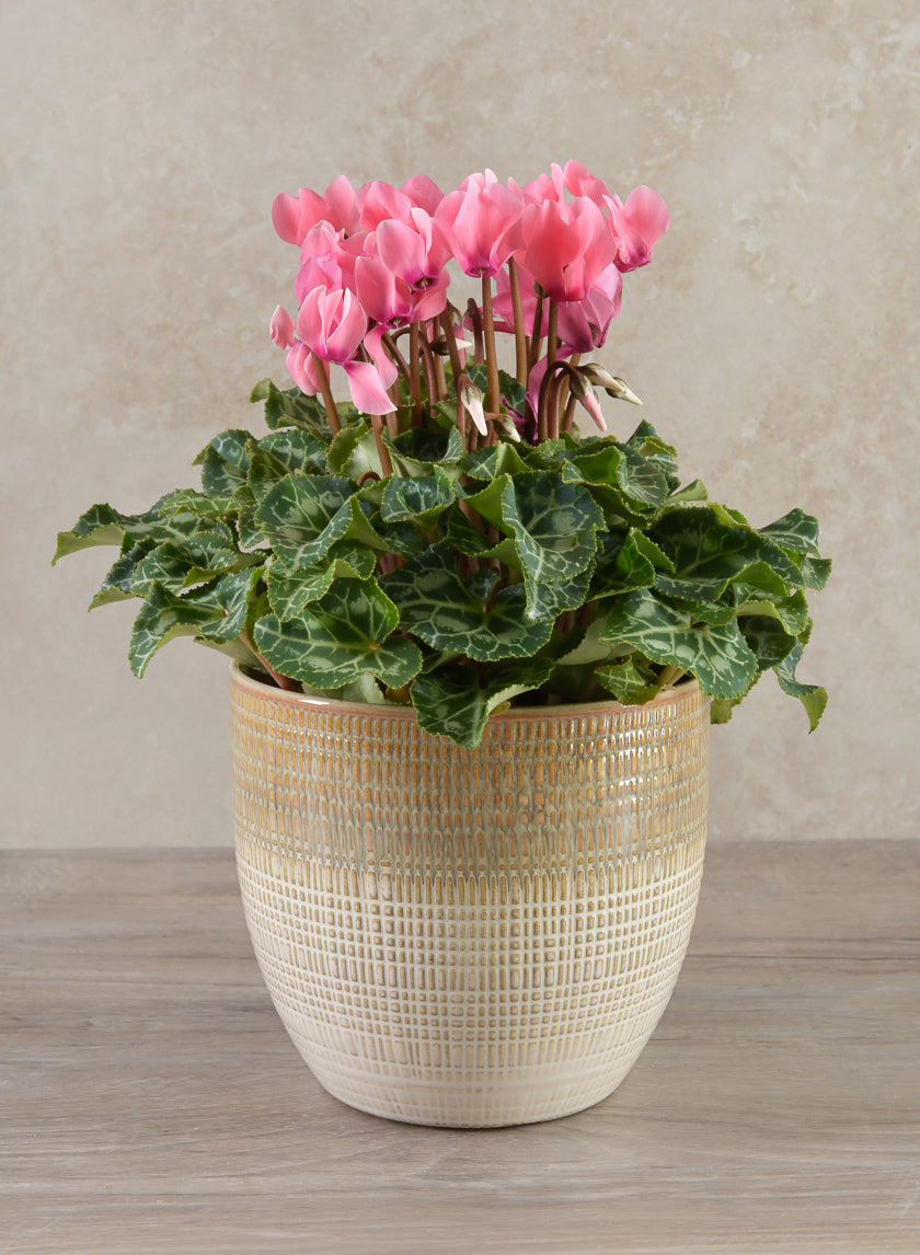 5in Tall Hinata Running Glazed Cachepot Decor Jamaligarden