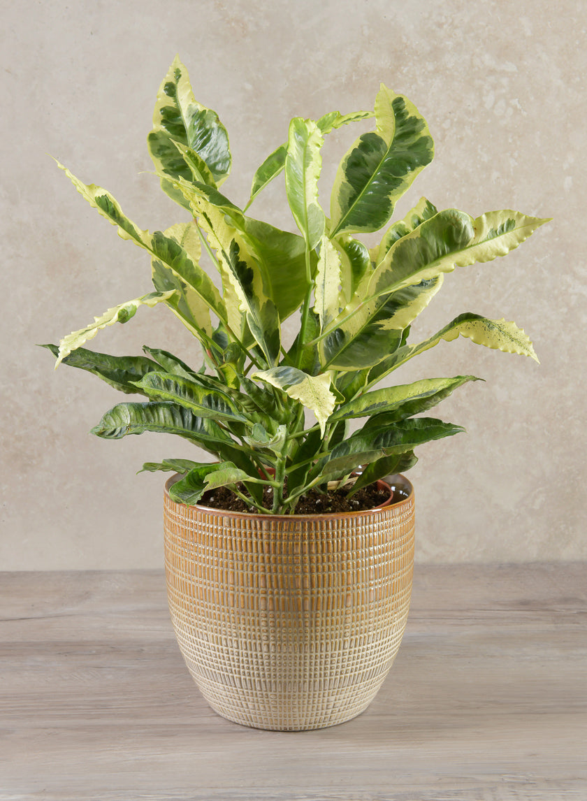 7in Tall Hinata Glazed Cachepot Decor Jamaligarden