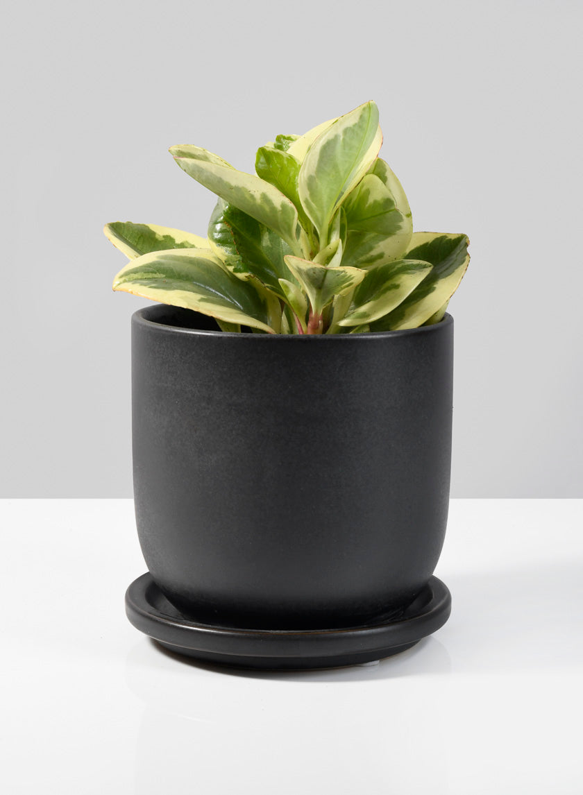 4.5in Tall Matte Black Aeon Ceramic Pot & Saucer Decor Jamaligarden