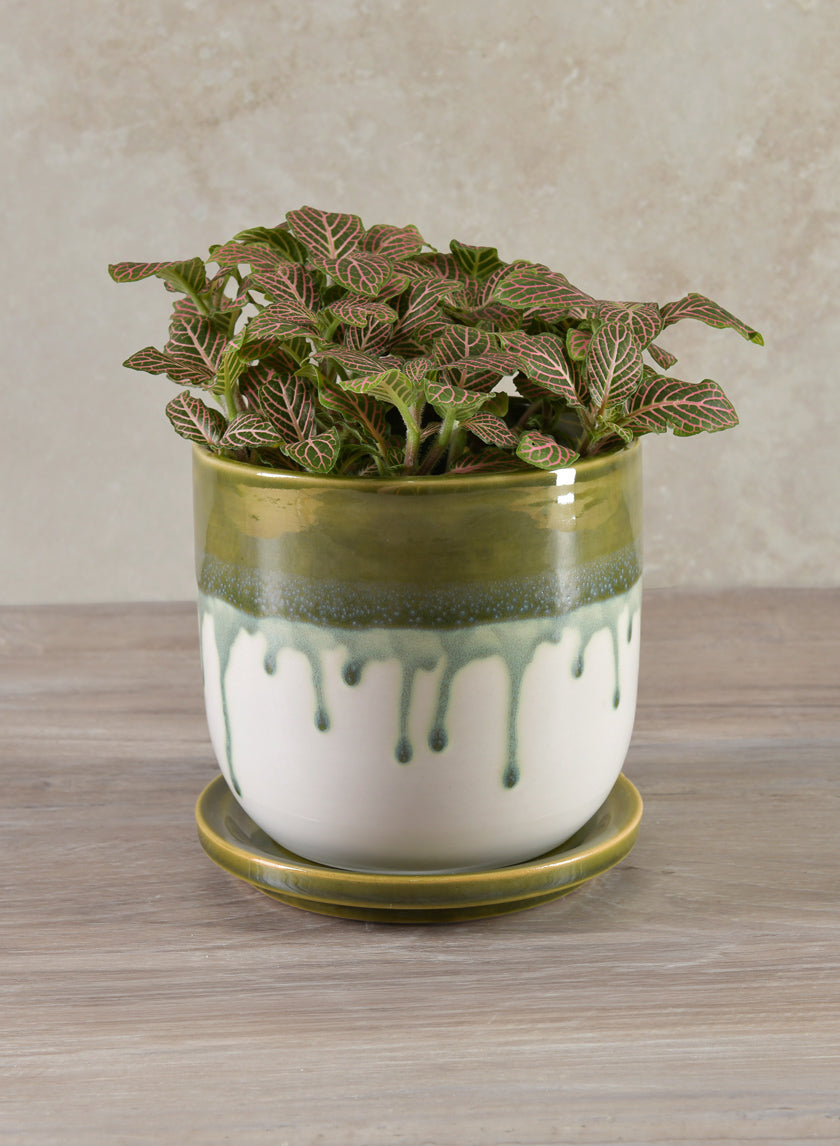 Harami Running Green Pot with Saucer Decor Jamaligarden