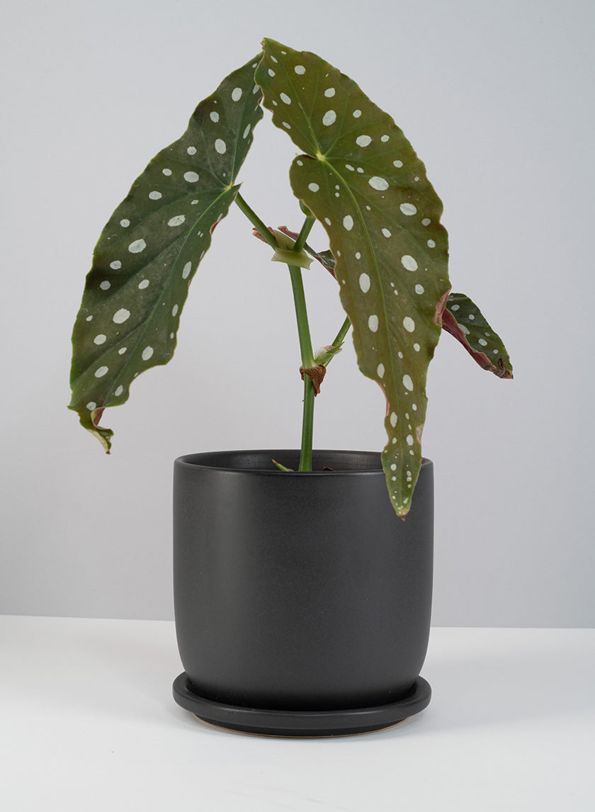 5.75in Tall Matte Black Aeon Ceramic Pot &amp; Saucer Decor Jamaligarden