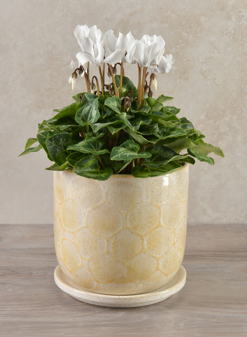 6in Tall Safaga Pot with Saucer Decor Jamaligarden