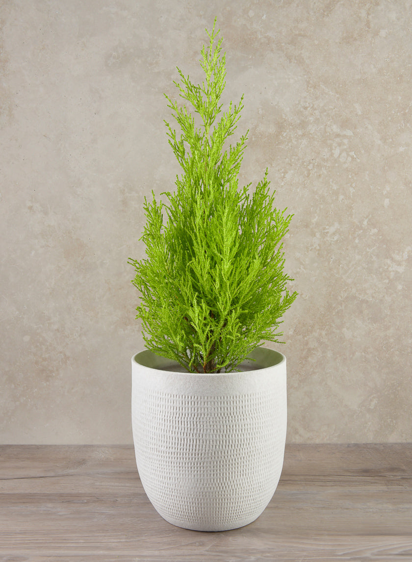 7in Tall Santorini Sand White Cachepot Decor Jamaligarden