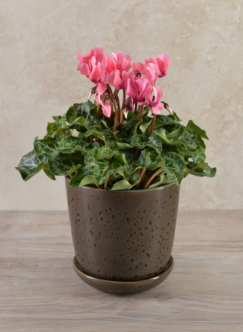 Cobra Black Dotted Green Pot Decor Jamaligarden
