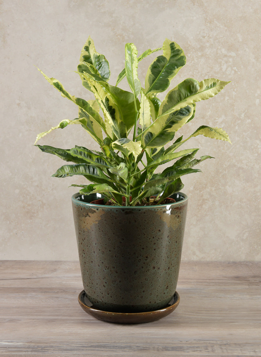 Cobra Black Dotted Green Pot Decor Jamaligarden