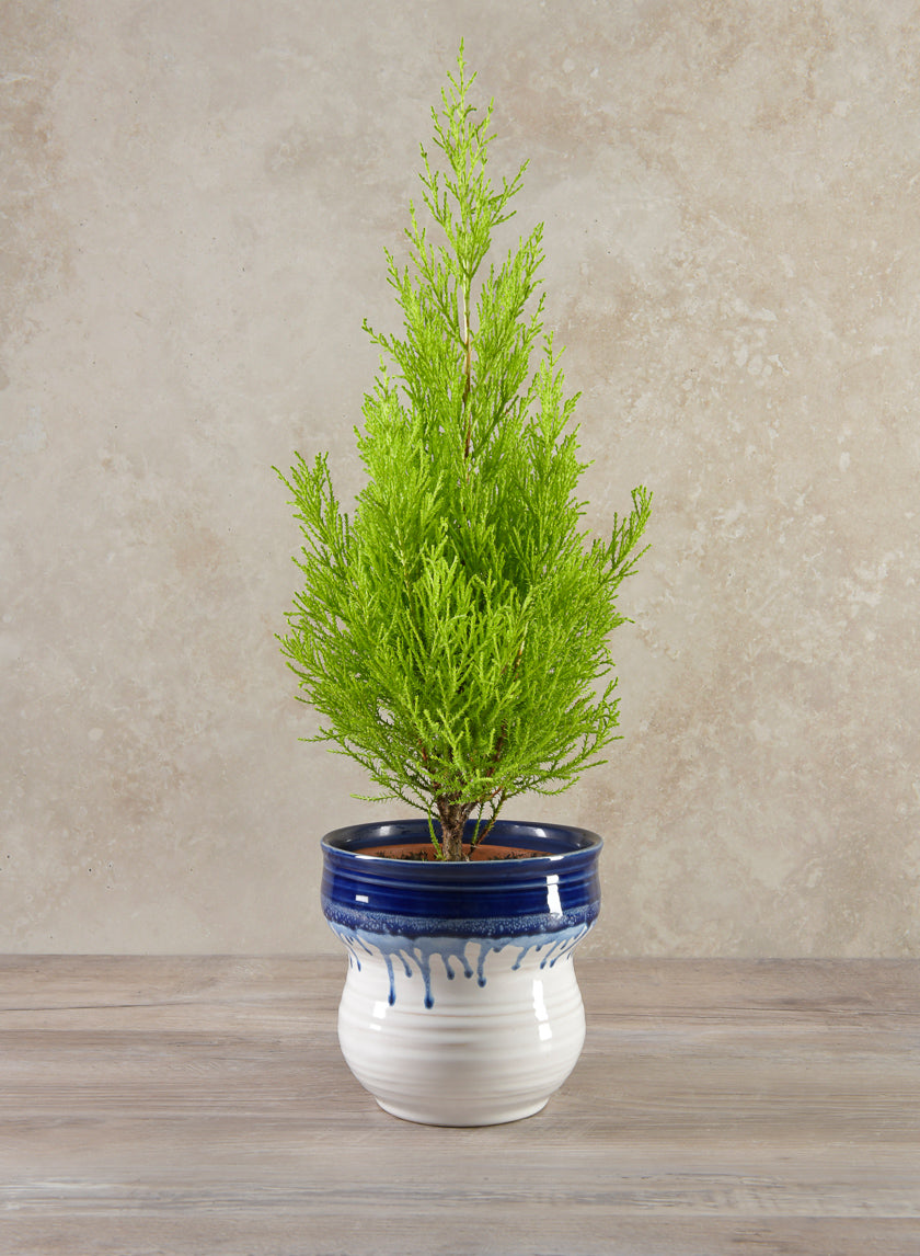 5.5in Tall Harami Running Blue Pot Decor Jamaligarden