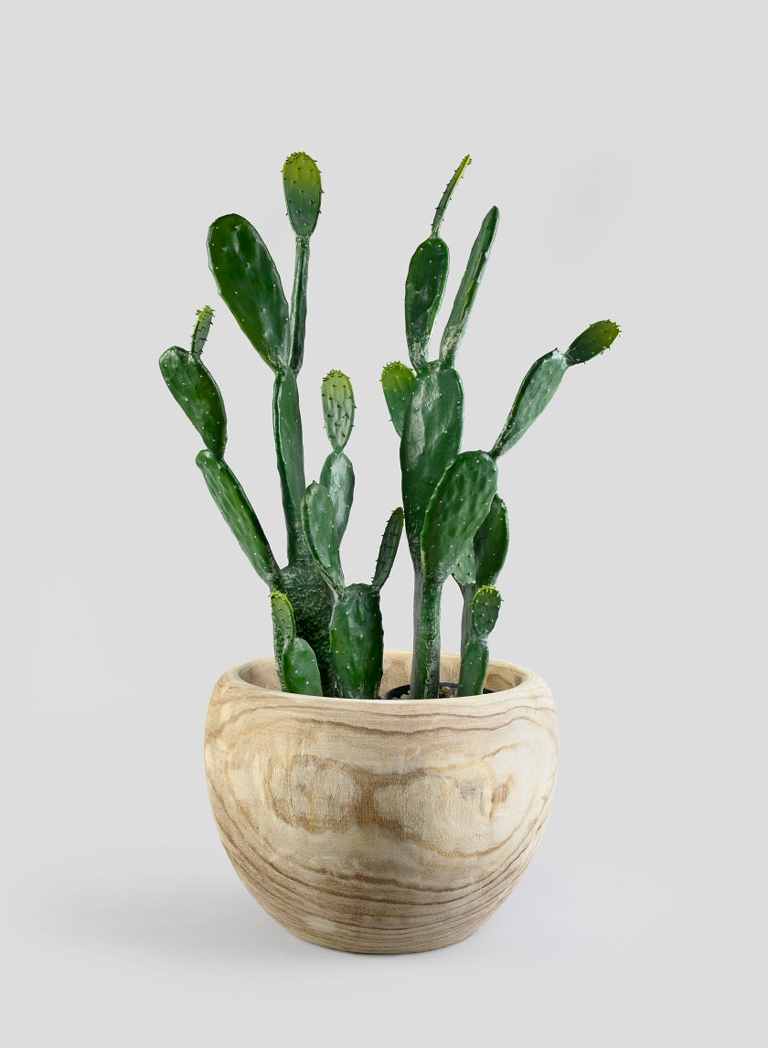 34in Long Angel Wing Cactus Plant Decor Jamaligarden