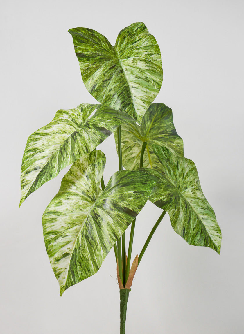 24in Long 5 Leaf Variegated Caladium Stem Decor Jamaligarden